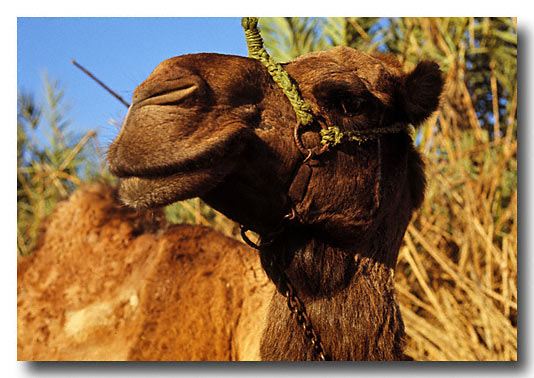 Camel - Sinai Desert - Near the Red Sea - "Beach Bedoudin"
