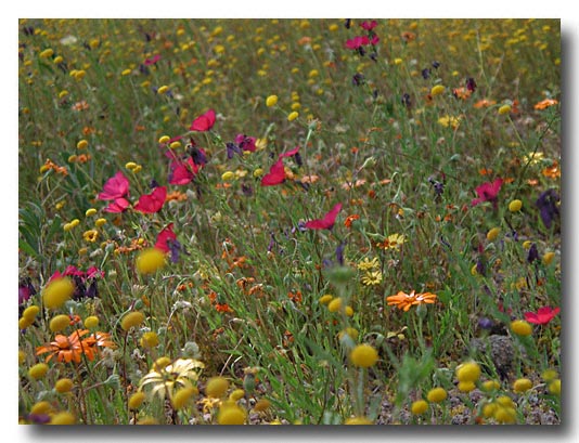 Wildflowers - Digital Image taken at the Botanical Gardens, Phoenix