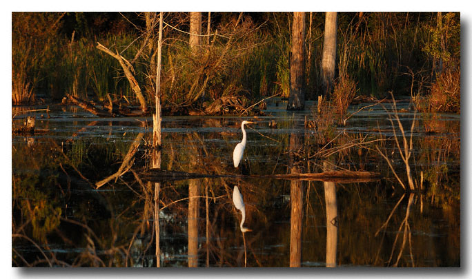 Great Egret, Digital Image, 9/10/2004