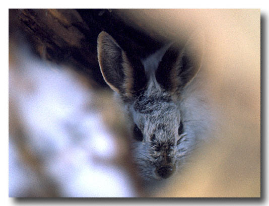 Rabbit inside the trunk of a tree - Huron National Forest, scan from a slide