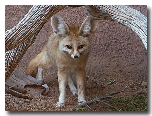 Fennec fox - Phoenix Zoo - Digitl Image 2003
