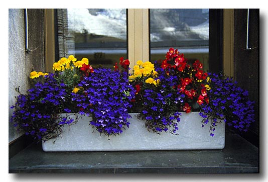 Flowerbox in the window of a  Swiss Train Station.  Note the reflection of the Eiger in the window. Scan from a slide.