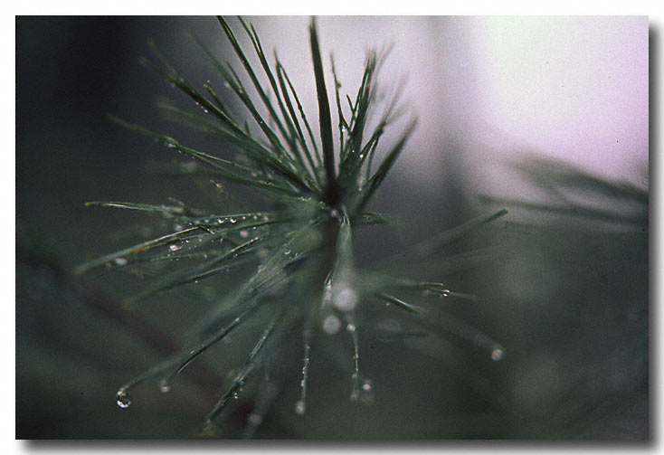 Pine Tips after a rain - Scan from a slide