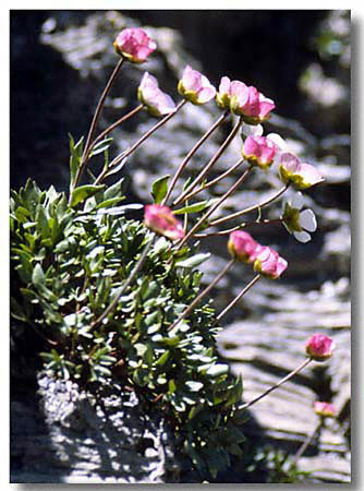 Alpine flowers - Switzerland - scan from a slide