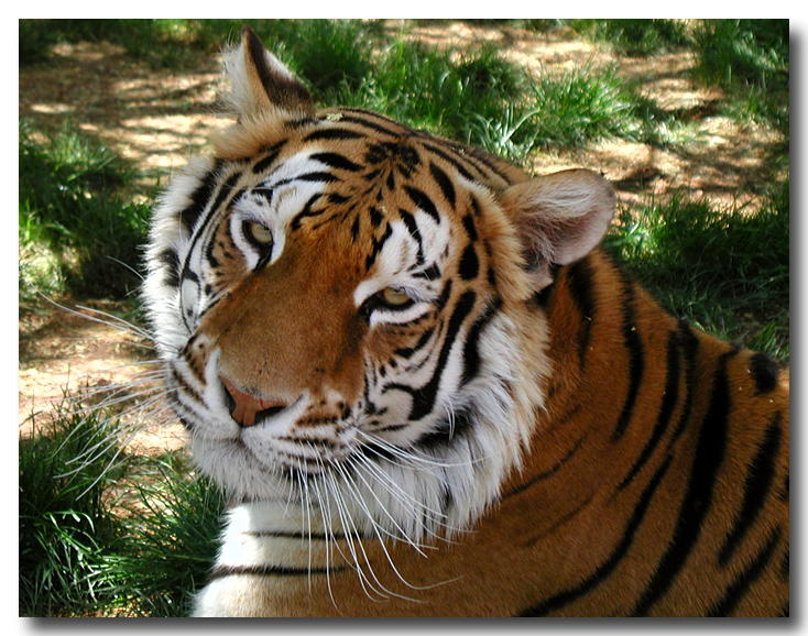 female bengali tiger Samara - Out of Africa Wild Animal Park, AZ