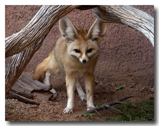 Fennec Fox, Phoenix Zoo, Digital Image 2004