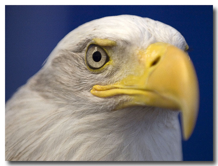 Close up of Bald eagle
