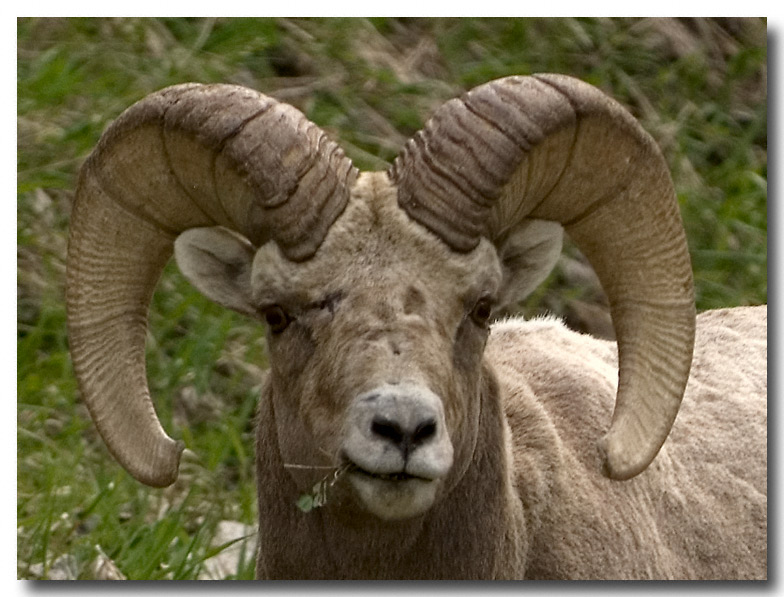 big horn sheep, Beuna Vista, CO