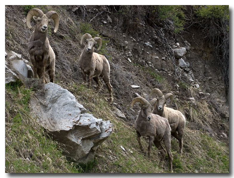 Big horn sheep, Beuna Vista, CO
