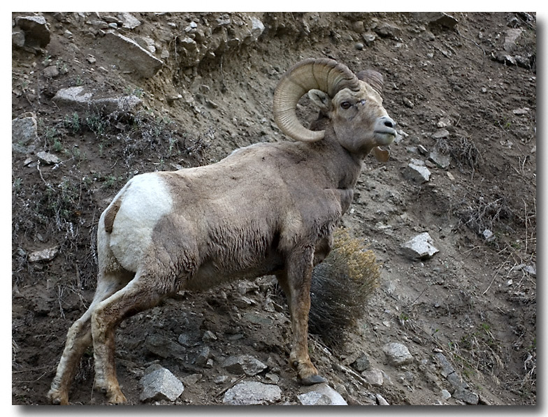 Big Horned Sheep, Beuna Vista, CO
