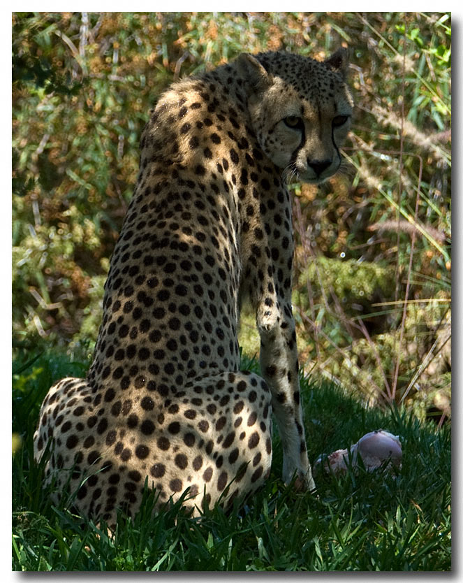 cheeta2