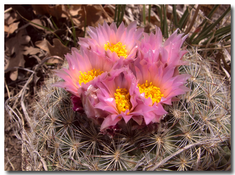 mountain-ball-cactus