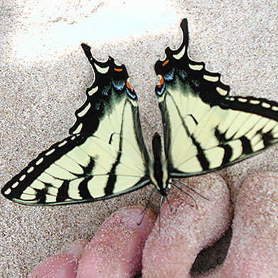 butterfly on toes