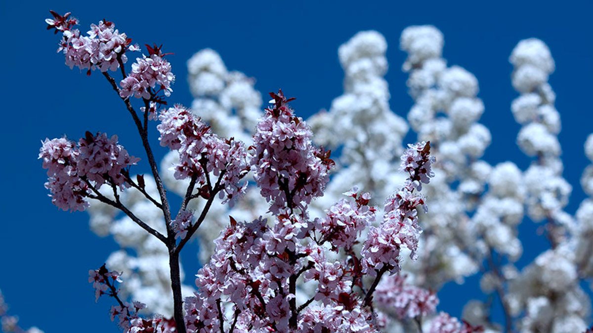 Spring Blooms Albuquerque