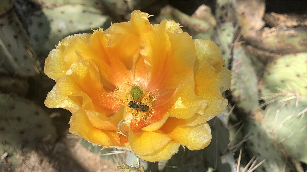 Prickly Pear Cactus flower