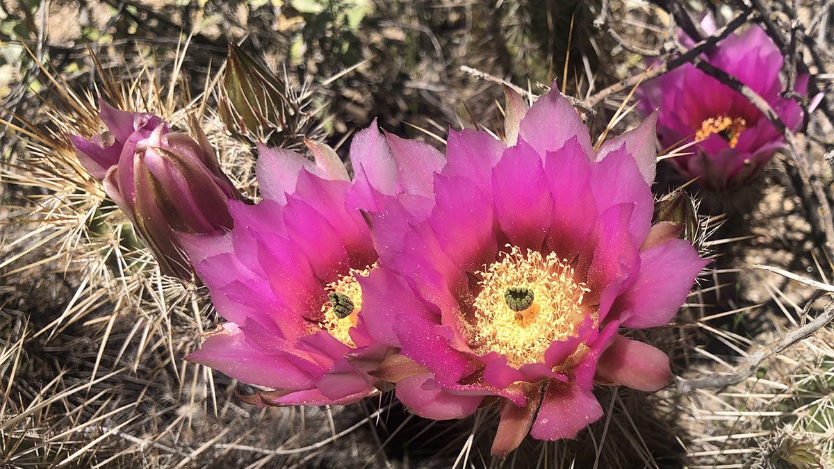 Spring Cactus, Arizona